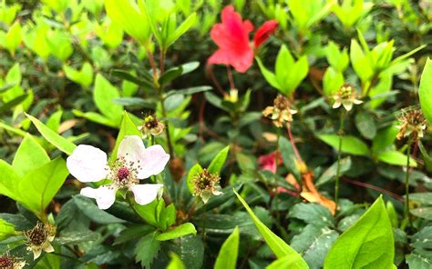 The sky is everywhere (tba). Charleston Currents - MYSTERY PHOTO: White flower among ...
