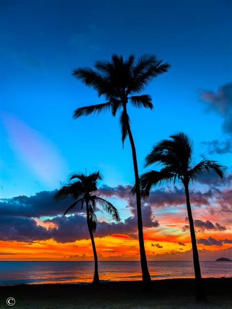 Hawaiian Sunset Palm Tree Sunset Sunset Sky Scenery
