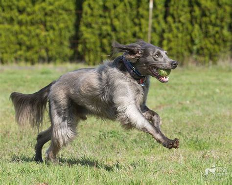 A pack of dogs found with blue coats in a russian city are reportedly suffering from no adverse health effects, according to an initial examination by animal experts. Pin på Dogs