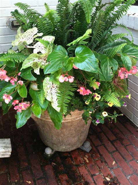 Container Gardening Container Gardening Flowers Plants