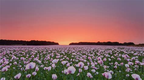 2560x1440 Poppy Flowers Field 1440p Resolution Hd 4k Wallpapersimages