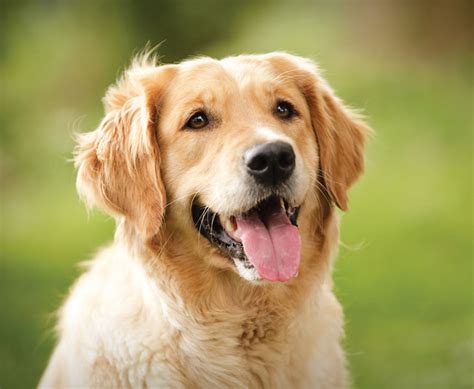 Check 'penting' translations into english. Panting | physiology | Britannica