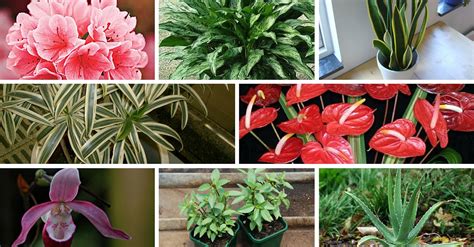 Globally, malaysia is ranked 14th in terms of species of vascular plants. 10 Indoor Plants That You Can Grow in Your House Right Now ...