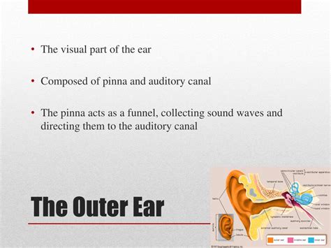 Ppt The Human Ear Powerpoint Presentation Free Download Id2212815