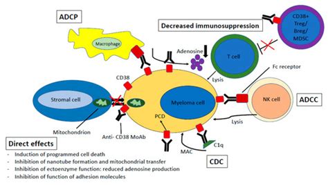 A monoclonal antibody (mab or moab) is an antibody made by cloning a unique white blood cell. JCM | Free Full-Text | Resistance Mechanisms towards CD38 ...
