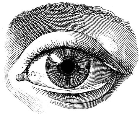 Vintage anatomical prints and artwork. The human eye Old medical atlas illustration Digital Image