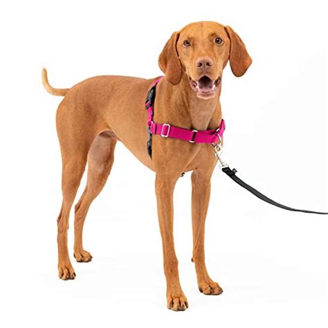 Compare Price To Walk Your Dog With Love Harness Tragerlawbiz