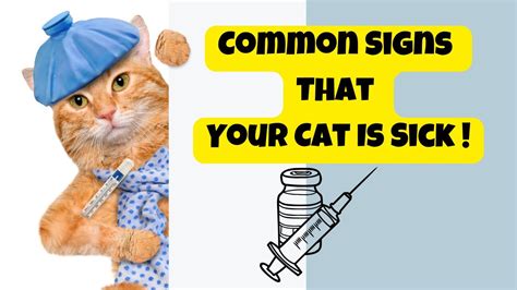 Common Signs That Your Cat Is Sick Cats Knowhow Youtube