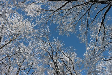 무료 이미지 나무 자연 분기 꽃 화이트 햇빛 서리 얼음 날씨 눈이 내리는 침묵 시즌 파란 하늘 동결