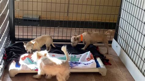 Newly Rescued Puppy Mill Dogs Receive Their First Soft Blanket And React