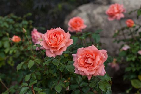 Sweet Fragrance Rose Easy Elegance