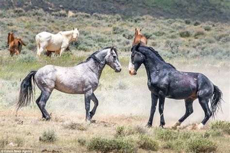 Photographs Show Two Stallions Fighting In Colorado Daily Mail Online