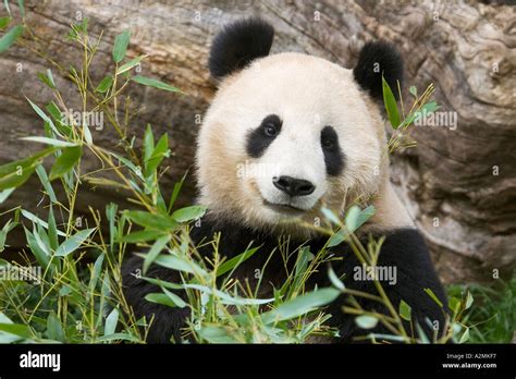 Giant Panda Bear Ailuropoda Melanoleuca Eating Bamboo In The Zoo