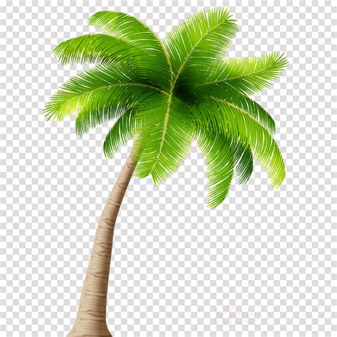 Coconut Tree Clipart Png 20 Free Cliparts Download Images On