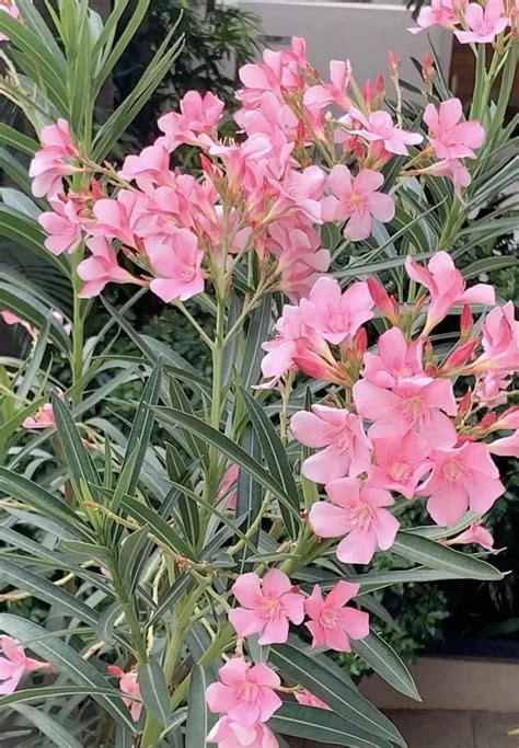 Oleander Beauty🌷 Video Flower Pots Flower Planters Flower