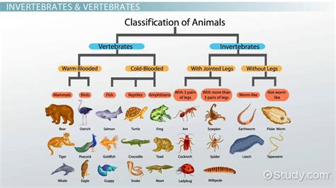 Embryonic Development And Life Cycles Of Invertebrates And Vertebrates