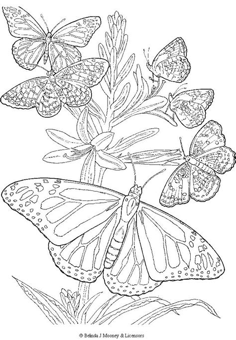 Find more free printable butterfly coloring page for adults pictures from our search. Detailed Butterfly Coloring Page | Butterfly coloring page ...