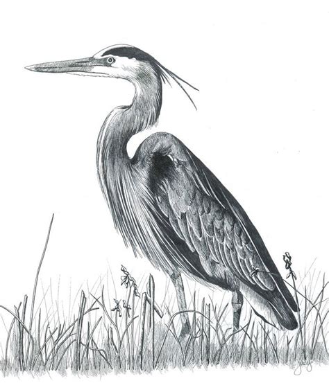 1000 Images About Herons Paintings Photos Drawings On Pinterest