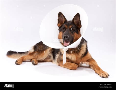 A Buster Collar On An 11 Month Old German Shepherd Dog After An