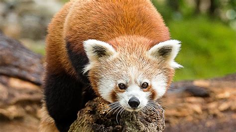 Red Panda ⋆ Mulhouse Zoo Zoological And Botanical Park