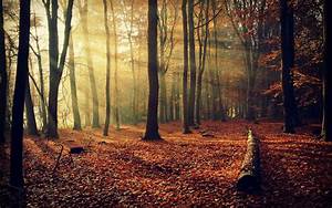 Fall, Forest, Nature, Wallpapers, Hd, Desktop, And, Mobile