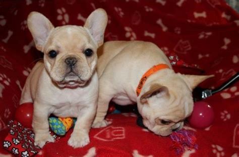 Rescue, rehabilitation, placement, adoption, public breed education, and breed specific shelter assistance we are not a shelter, we do not have a facility, and our dogs are spread across wa and the surrounding states including bc. French Bulldog Puppies For Sale | Seattle, WA #288364