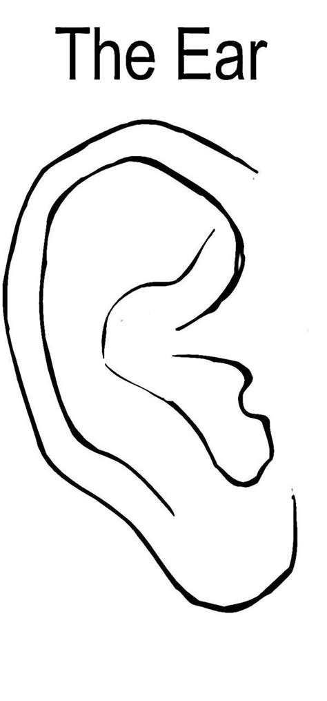 Free Ears Coloring Pages Download Free Ears Coloring Pages Png Images