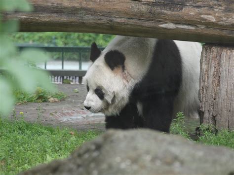 Berlin Zoo Panda Bao Bao Nigel Swales Flickr