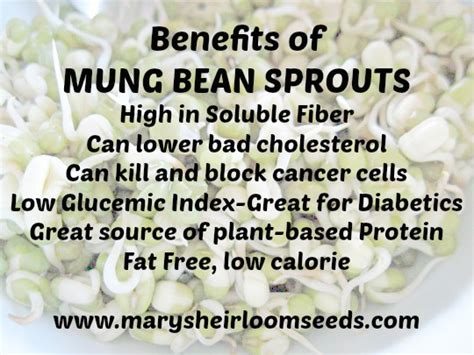 back to the basics health benefits of mung bean sprouts
