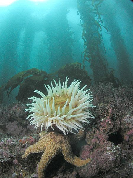 Image From Wikipedia Commons Underwater Flowers Ocean Sports Kelp