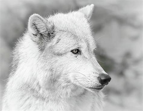 Wolf Profile Ii Photograph By Athena Mckinzie Fine Art America