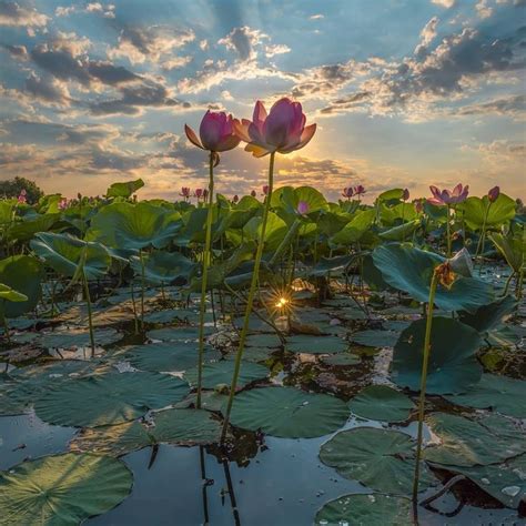 Maureen2musings Blooming Lotuses Fedorlashkov Flowers Photography