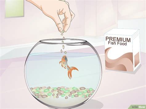 How To Keep A Goldfish Alive Goldfish Goldfish Tank Common Goldfish