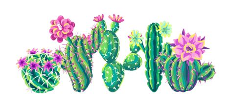Cacti Png Vector Psd And Clipart With Transparent Background For