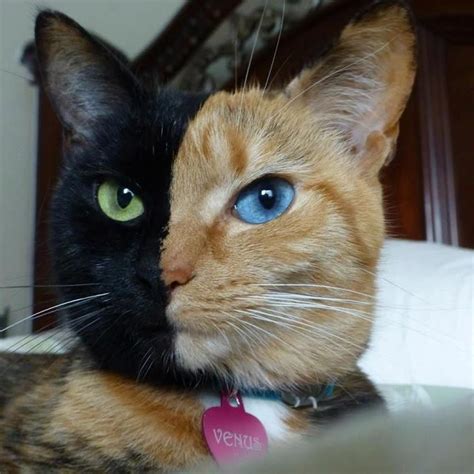 Venus The Amazing Two Faced Chimera Cat Kats Cats Pinterest