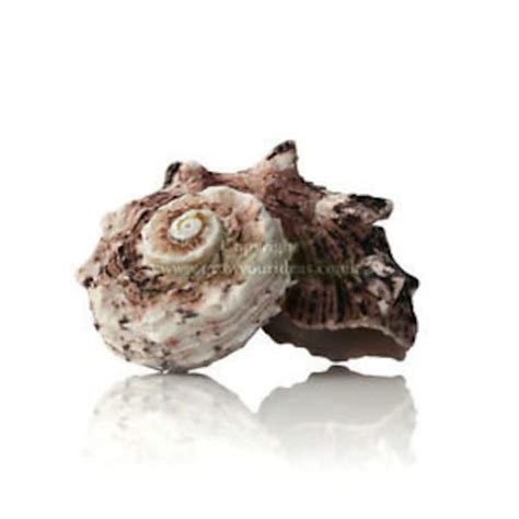 Hermit Crab Shells Pack Etsy