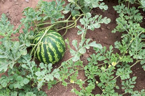 How To Grow Watermelon In A Small Space For Beginners