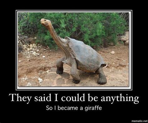 Tortoise Giraffe Rturtlecult