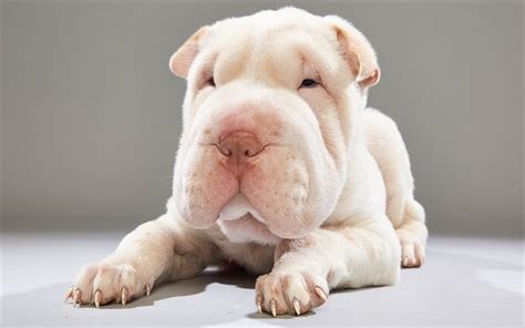 Download Wallpapers Shar Pei White Puppy Small Dog Puppies Cute