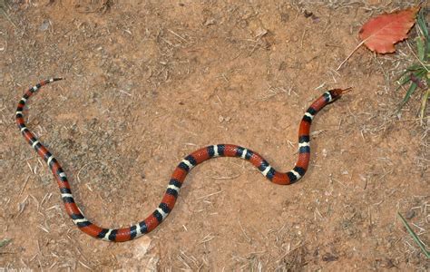 Scarlet Kingsnake Facts And Pictures Reptile Fact