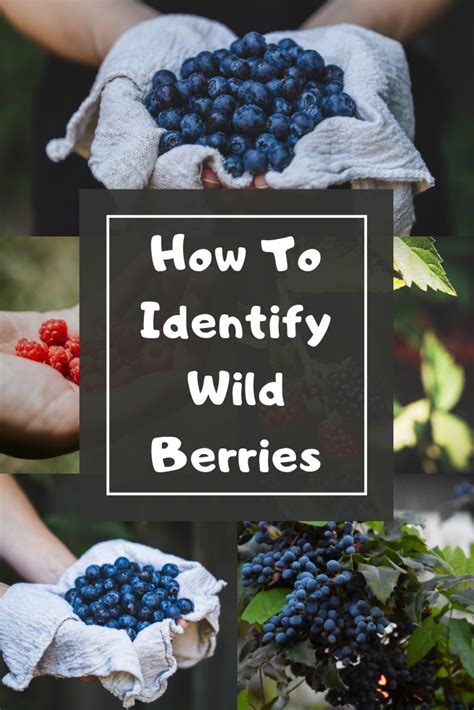 How To Identify Wild Berries Edible Wild Plants Wild