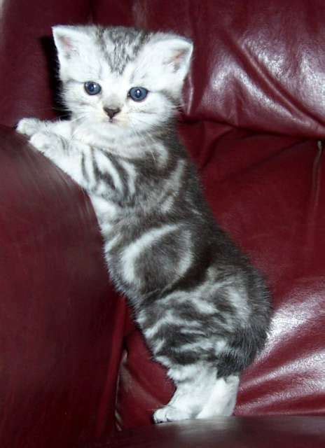 The american shorthair cat is a breed that goes back centuries in america. American Wirehair Cat Info, History, Personality, Kittens ...