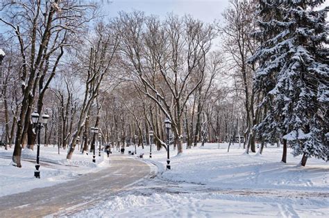 Frosty Snow Alley In The Winter Park With Benches Trees Covered With