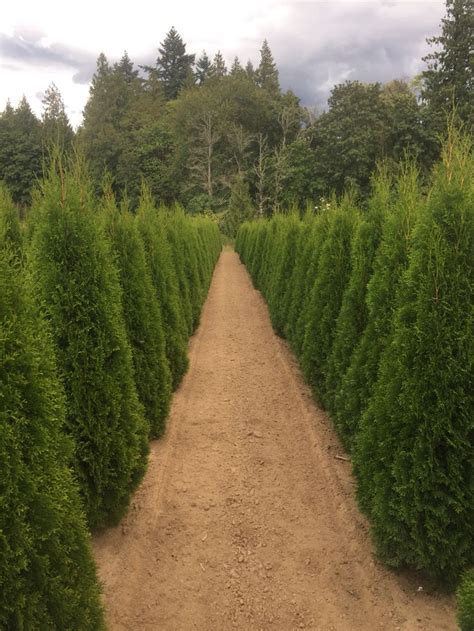 If you are looking for an evergreen hedge without the extreme height of the thuja green giant or the leyland cypress this. Pin by Lars Granstrom on Emerald Green Arborvitae Thuja ...