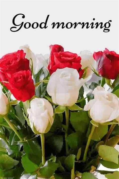 Best Good Morning Wishes With Rose Images For You Photosbin