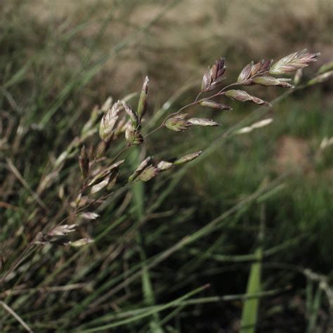 Inland Bluegrass Poa Interior Idaho Fish And Game