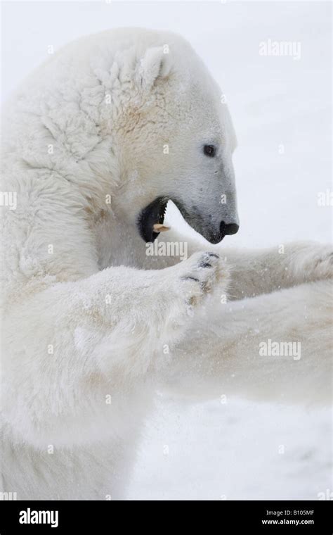 Polar Bears Fighting Stock Photo Alamy