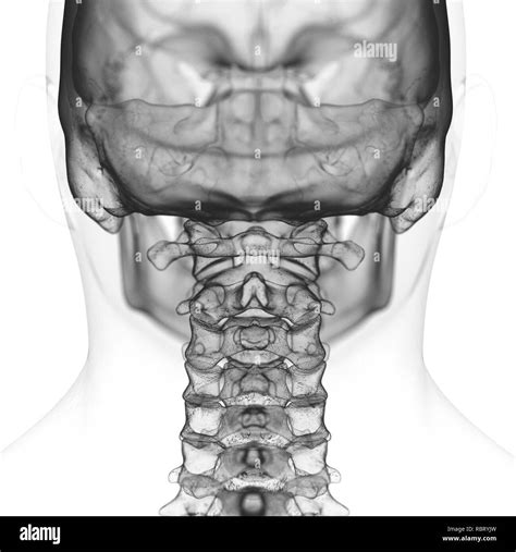 Illustration Of The Cervical Spine Stock Photo Alamy