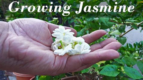 Growing Jasmine How To Grow Jasmine Plants In Containers Youtube