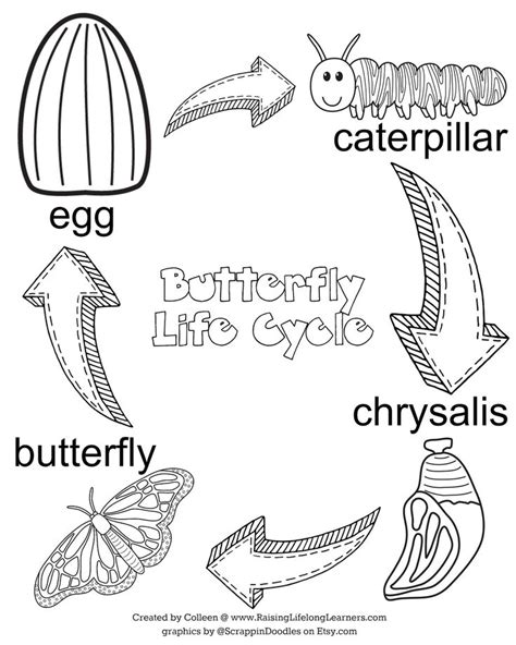 Pictures, migration, life cycle, conservation, and links to more monarch butterfly websites. Butterfly Life Cycle Coloring Page.jpg - Google Drive ...